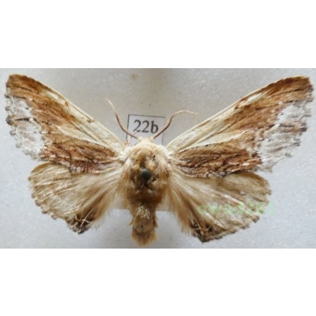 Ptilodon cucullina (Denis & Schiffermüller, 1775) Czech22bn
